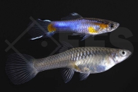 020135_Poecilia-wingei_Endlers-Guppy_blue-sky_01
