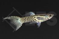 020139_Poecilia-wingei_Endlers-Guppy-snake-skin_01
