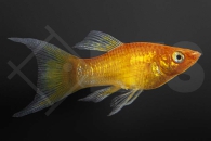 020142_Poecilia-latipinna_Goldpudermolly-Lyra_01