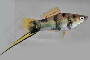 020154_Xiphophorus-helleri_Schwerttraeger-tiger-gruen_01