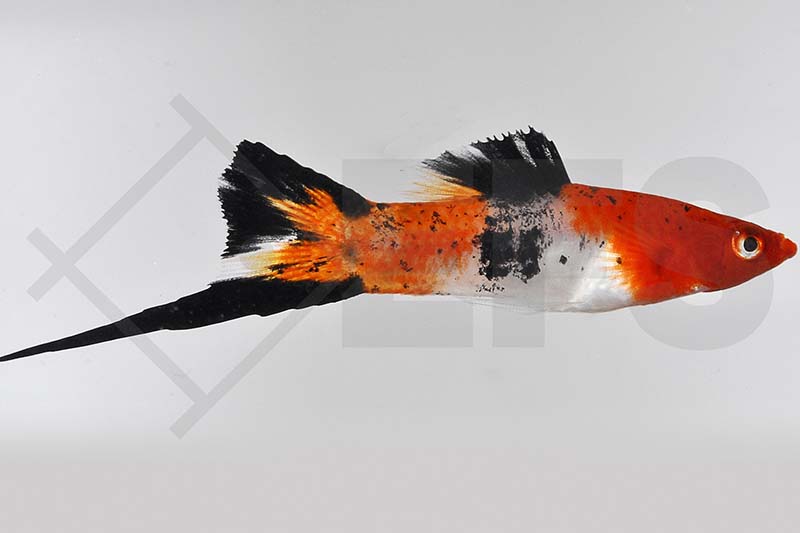 020154_Xiphophorus-helleri_Schwerttraeger-tricolor_01