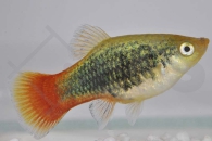 020157_Xiphophorus-maculatus_Regenbogenplaty-tuxedo_01