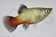 020158_Xiphophorus-maculatus_Regenbogenplaty-wagtail_01