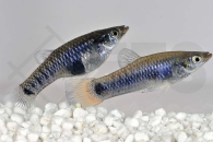 020166_Limia-melanogaster_Jamaika-Kaerpfling_01