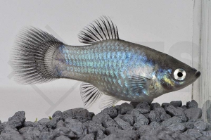 020168_Xiphophorus-maculatus_Wagtailplaty-blau_01