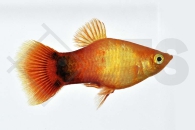 020172_Xiphophorus-maculatus_Gluehlichtplaty-gold_01