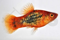 020173_Xiphophorus-maculatus_Tuxedoplaty-rot_01