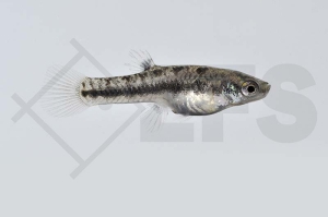 020174_Heterandria-formosa_Zwergkaerpfling_01