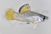 020187_Phallichthys-amates_Guatemala-Kaerpfling_01