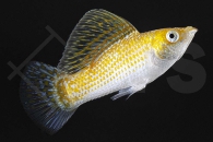 020192_Poecilia-latipinna_Platinum-Diamantmolly_01
