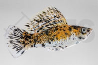 020193_Poecilia-latipinna_Marmelade-Cat-Molly_01