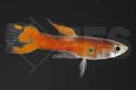 020194_Poecilia-wingei_Endlers-Guppy-Scarlet-red_01