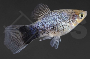 020196_Xiphophorus-maculatus_Calicoplaty-blau_01