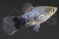 020196_Xiphophorus-maculatus_Calicoplaty-blau_01