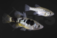 020209_Skiffia-multipunctata_Vielpunkt-Hochlandkaerpfling_01