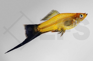 020211_Xiphophorus-helleri_Schwerttraeger-orange-wagtail_01