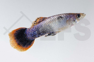 020214_Poecilia-reticulata_Guppy-lila-m_01