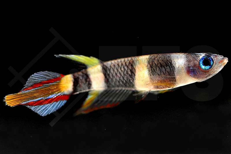 Epiplatys annulatus EFS Partner des Zoofachhandels