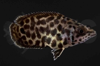 150089_ctenopoma-acustirostre_Leopardbuschfisch_02