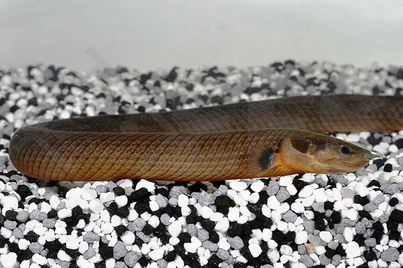 Erpetoichthys calabaricus EFS Partner des Zoofachhandels