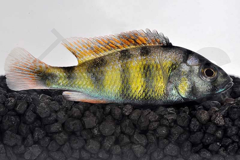 Haplochromis spec. CH 44 – EFS - Partner des Zoofachhandels
