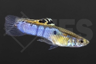 020224_Poecilia-wingei_Endlers-Guppy-japan-blau_01