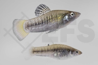 020225_Limia-perugiae_Perugia-Kaerpfling_01