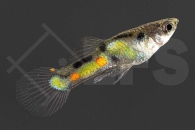 020228_Poecilia-wingei_Endler-Guppy-El-Tigre_01