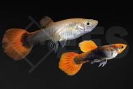 020234_Poecilia-reticulata_Koi-Guppy-tuxedo-MIX_01
