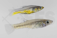 020237_Girardinus-metallicus_Metallkaerpfling_gold_01