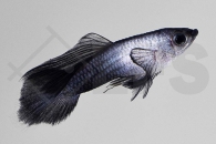 020238_Poecilia-wingei_Endlers-Guppy-Panda-m_01