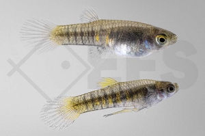 020246_Neoheterandria-elegans_Teddykaerpfling_01