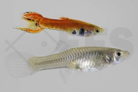 020247_Poecilia-wingei_Endlers-Guppy_pink-tiger_01