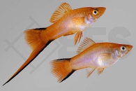 020248_Xiphophorus-helleri_Komet-Schwerttraeger_pink_01