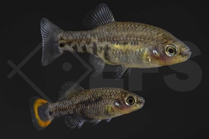 020250_Zoogoneticus-tequila_Tequila-Kaerpfling_01