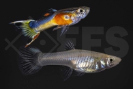 020251_Poecilia-wingei_Endlers-Guppy_red-chest_01