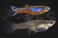 020252_Poecilia-wingei_Endlers-Guppy_Kardinal_01