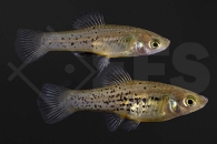 020254_Xiphophorus-milleri_Catemaco-Platy_01