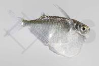 030000_Thoracocharax-stellatus_Riesenbeilbauch_01