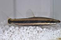 030001_Anostomus-anostomus_Prachtkopfsteher_01