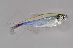 030004_Knodus-borki_Blauer-Perusalmler_01