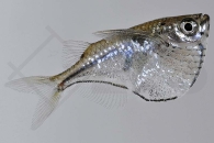 030005_Carnegiella-marthae_Schwarzschwingen-Beilbauch_01