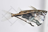 030006_Carnegiella-strigata_Marmorierter-Beilbauchsalmler_01