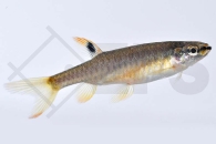 030007_Copella-arnoldi_Spritzsalmler_01