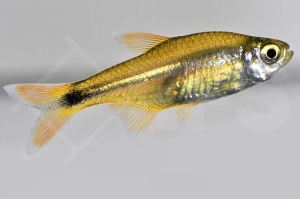 030009_Hasemania-nana_Kupfersalmler_01