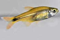 030009_Hasemania-nana_Kupfersalmler_01