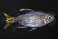 030010_Alestopetersius-caudalis_Gelber-Kongosalmler_02