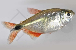 030011_Hyphessobrycon-anisitsi_Rautenflecksalmler_01