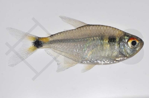 030013_Hemigrammus-ocellifer_Schlusslichtsalmler_01