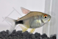 030014_Hemigrammus-pulcher_Karfunkelsalmler_01